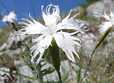 Hainburger Federnelke